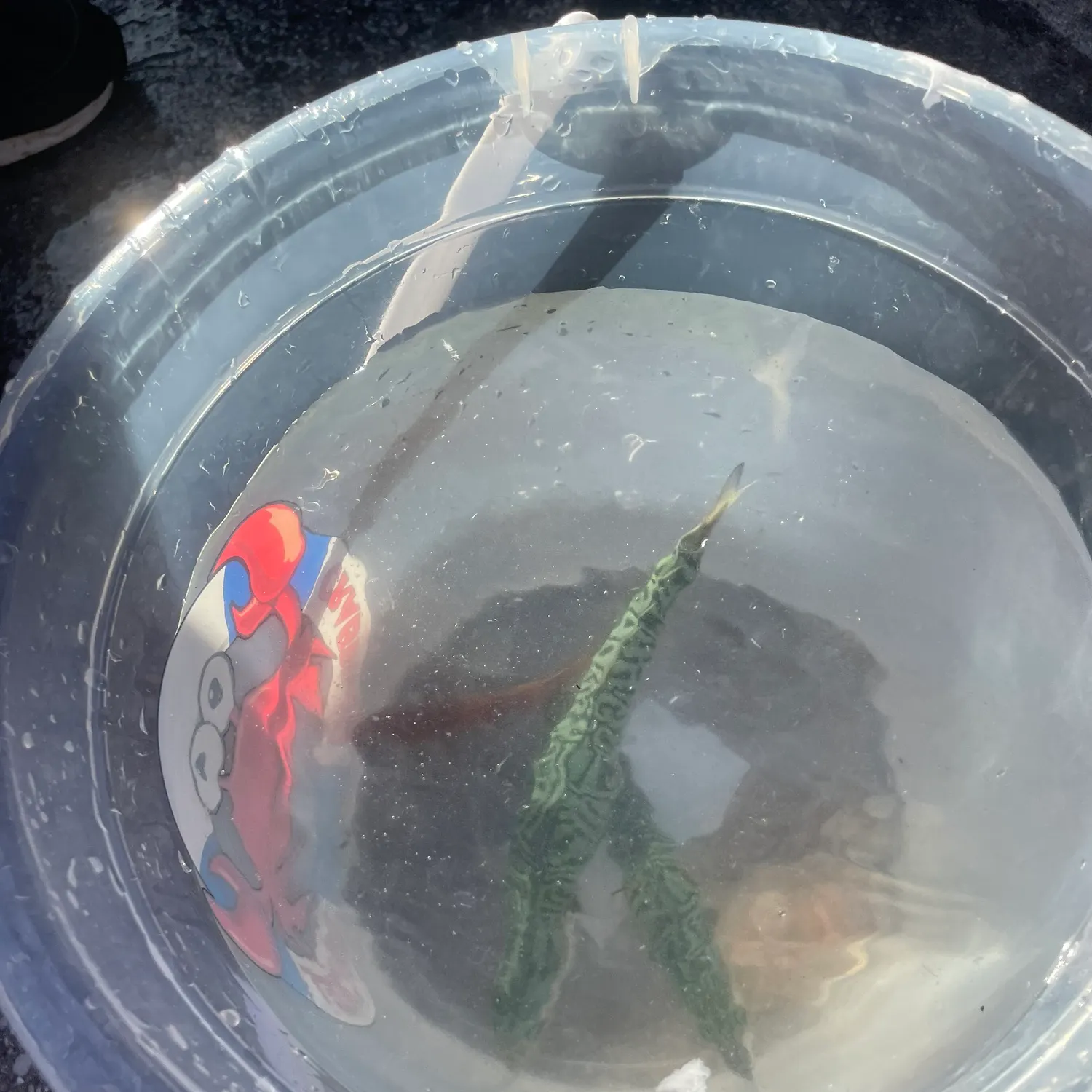 Fish caught on Fishbrain