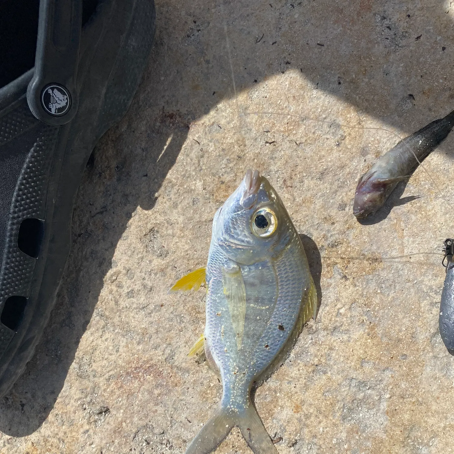 The most recent Yellowfin mojarra catches on Fishbrain