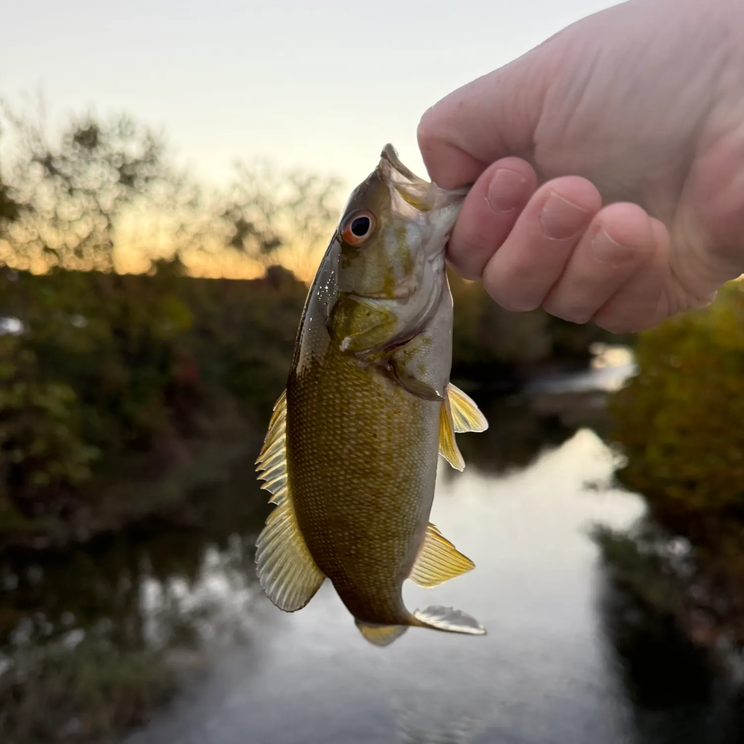 Smallmouth bass caught on Fishbrain