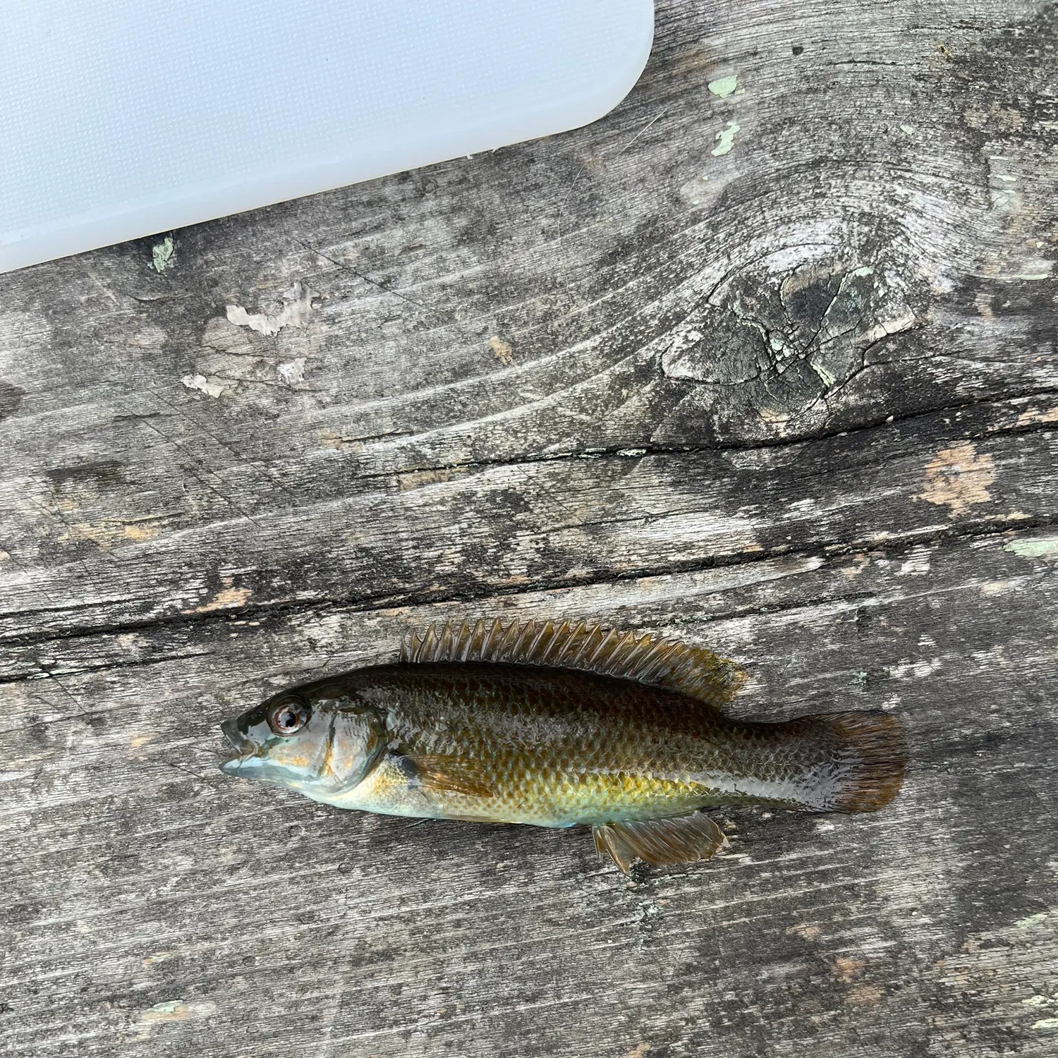 Cunner caught on Fishbrain