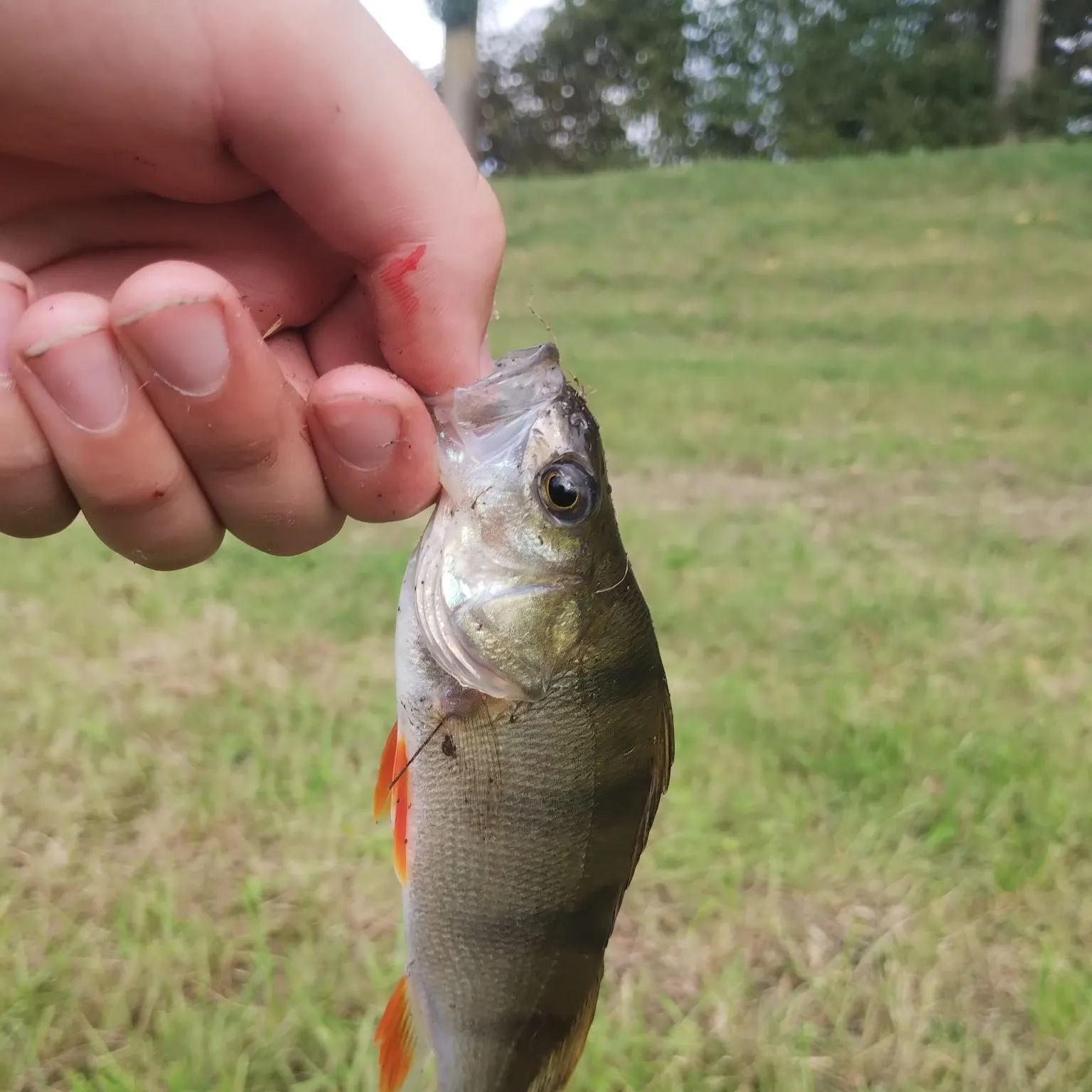 European perch caught on Fishbrain