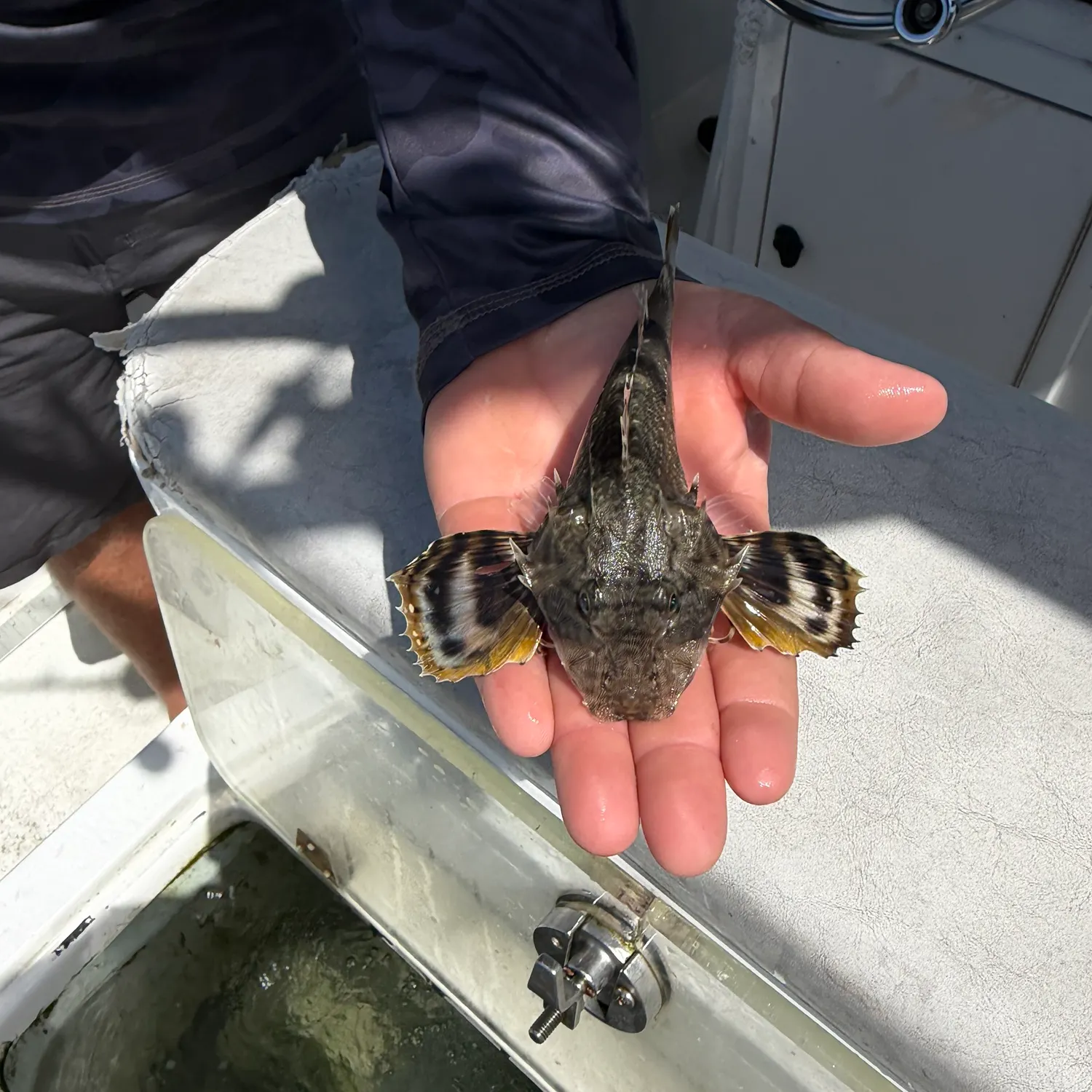The most recent Bighead searobin catches on Fishbrain