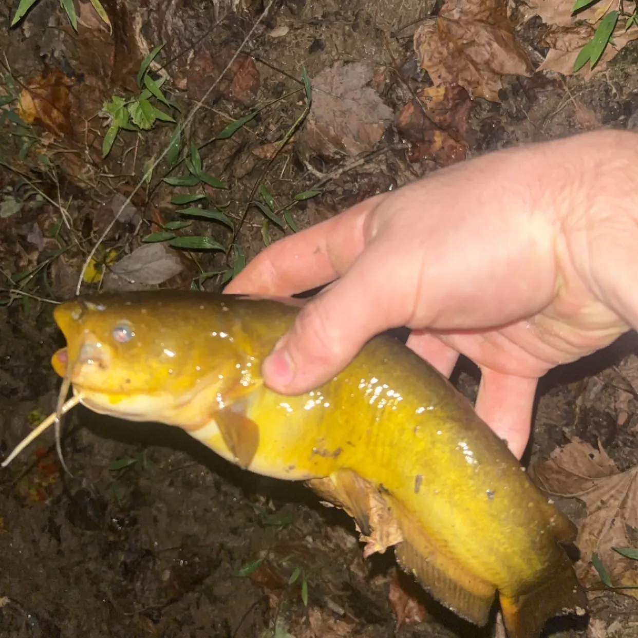 Yellow bullhead caught on Fishbrain