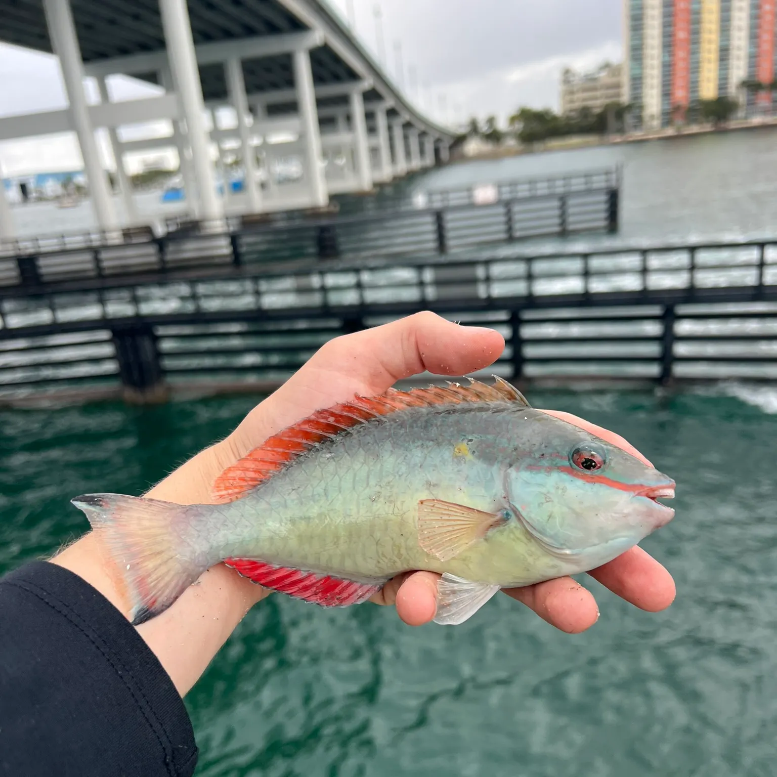The most recent Redband Parrotfish catches on Fishbrain