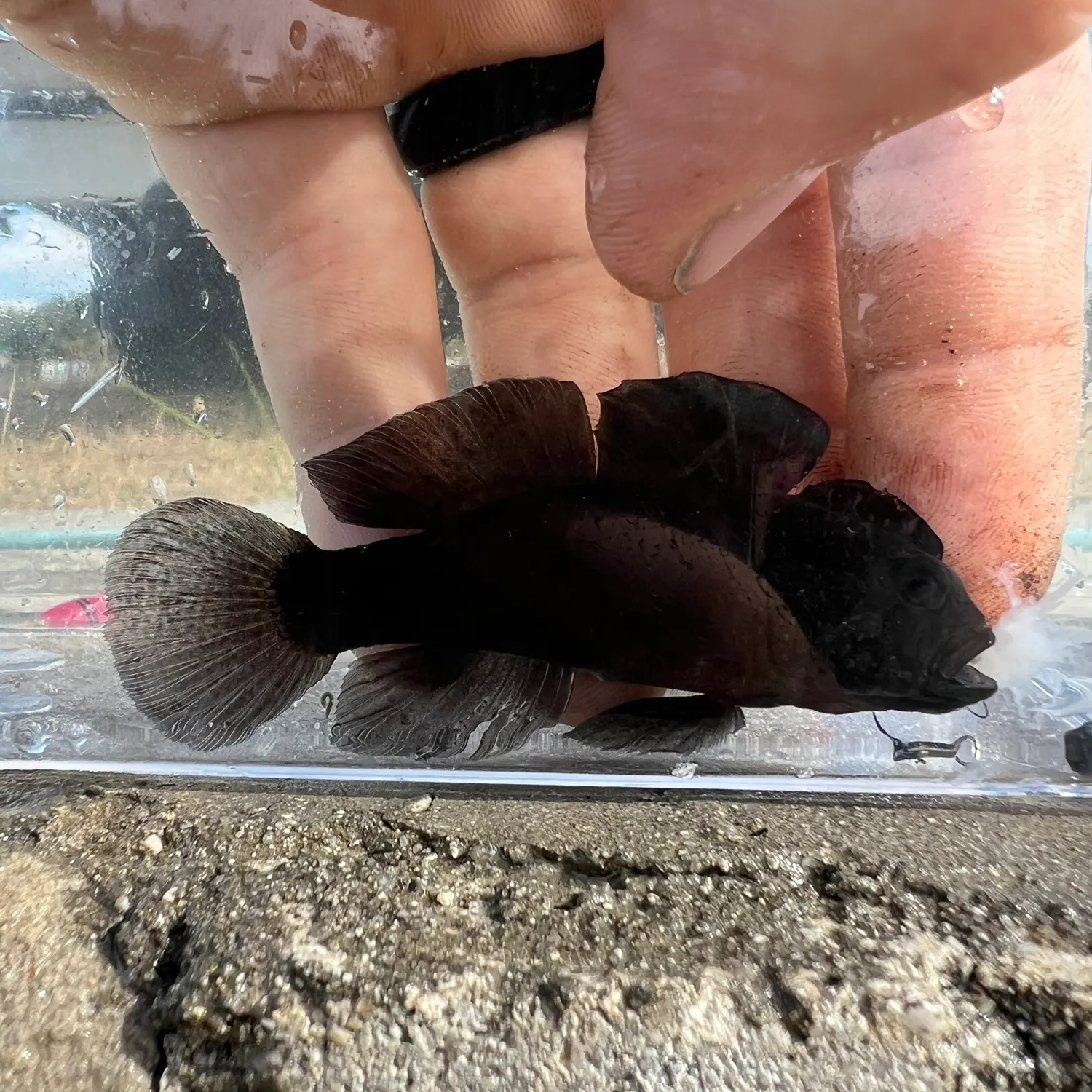 The most recent Crested goby catches on Fishbrain