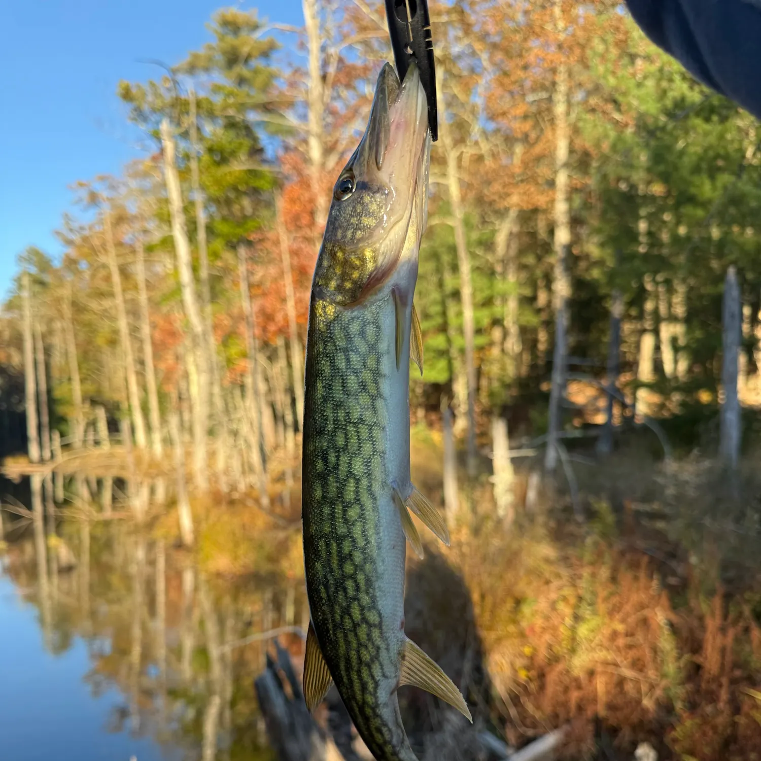 Chain pickerel caught on Fishbrain