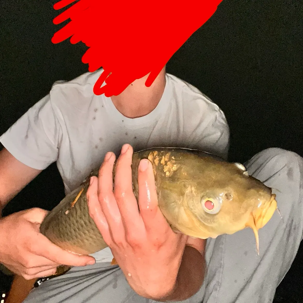 Common carp caught on Fishbrain