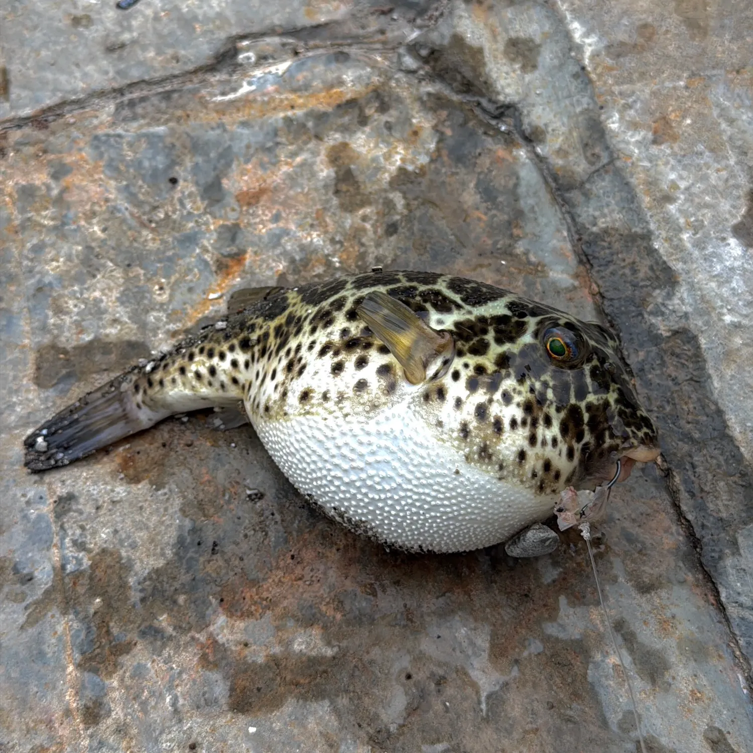 The most recent Checkered puffer catches on Fishbrain