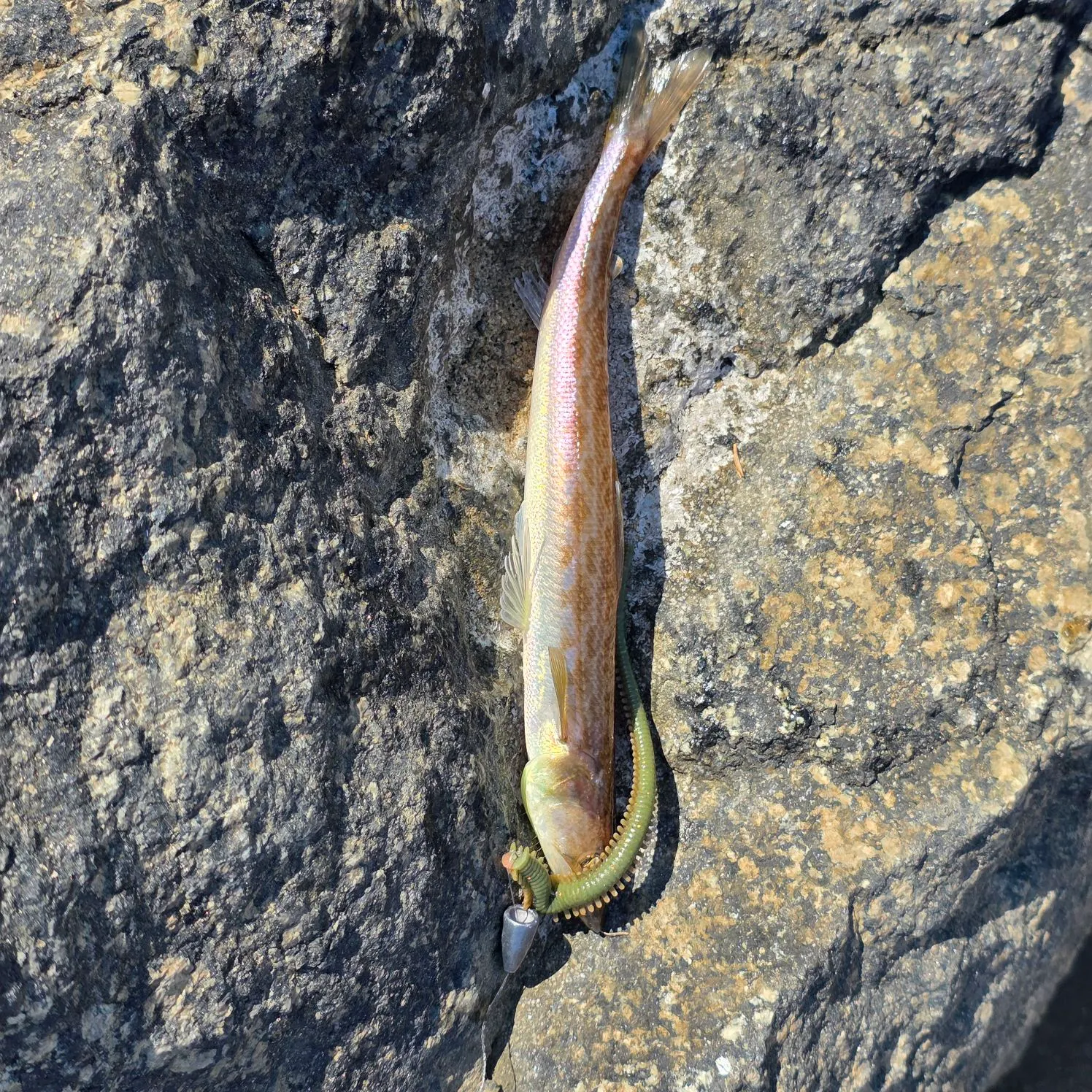 The most recent Inshore lizardfish catches on Fishbrain