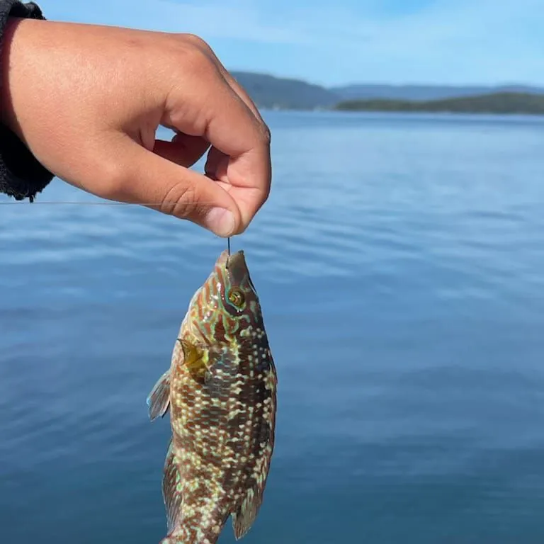 The most recent Ballan wrasse catches on Fishbrain