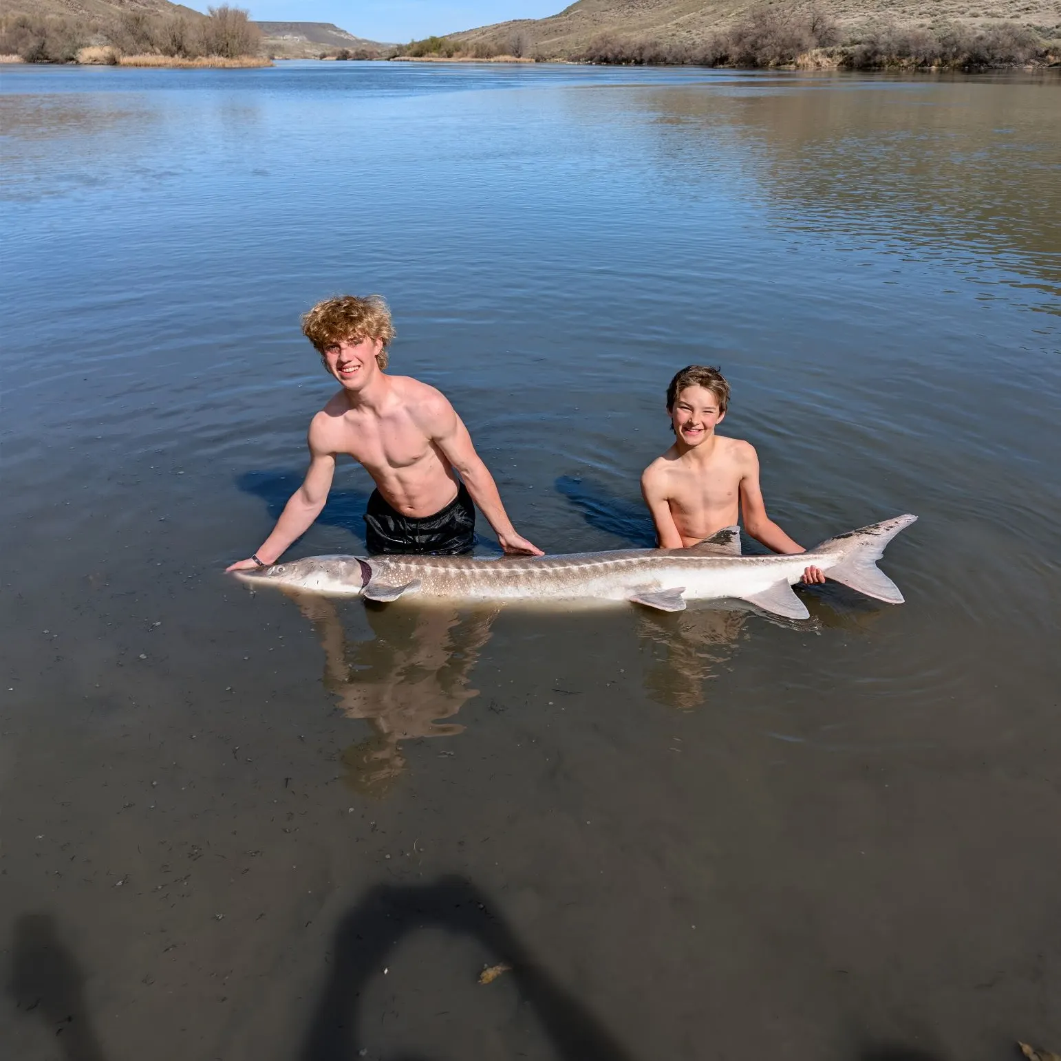 The most recent White sturgeon catches on Fishbrain
