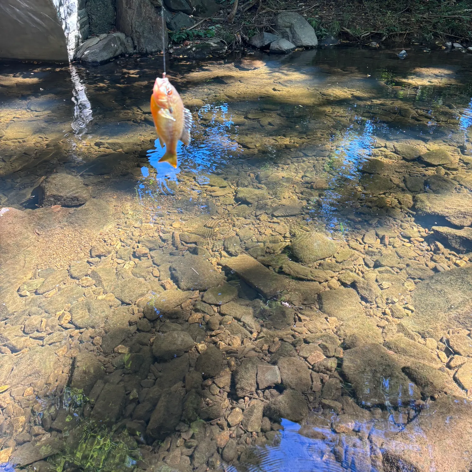 Redbreast sunfish caught on Fishbrain