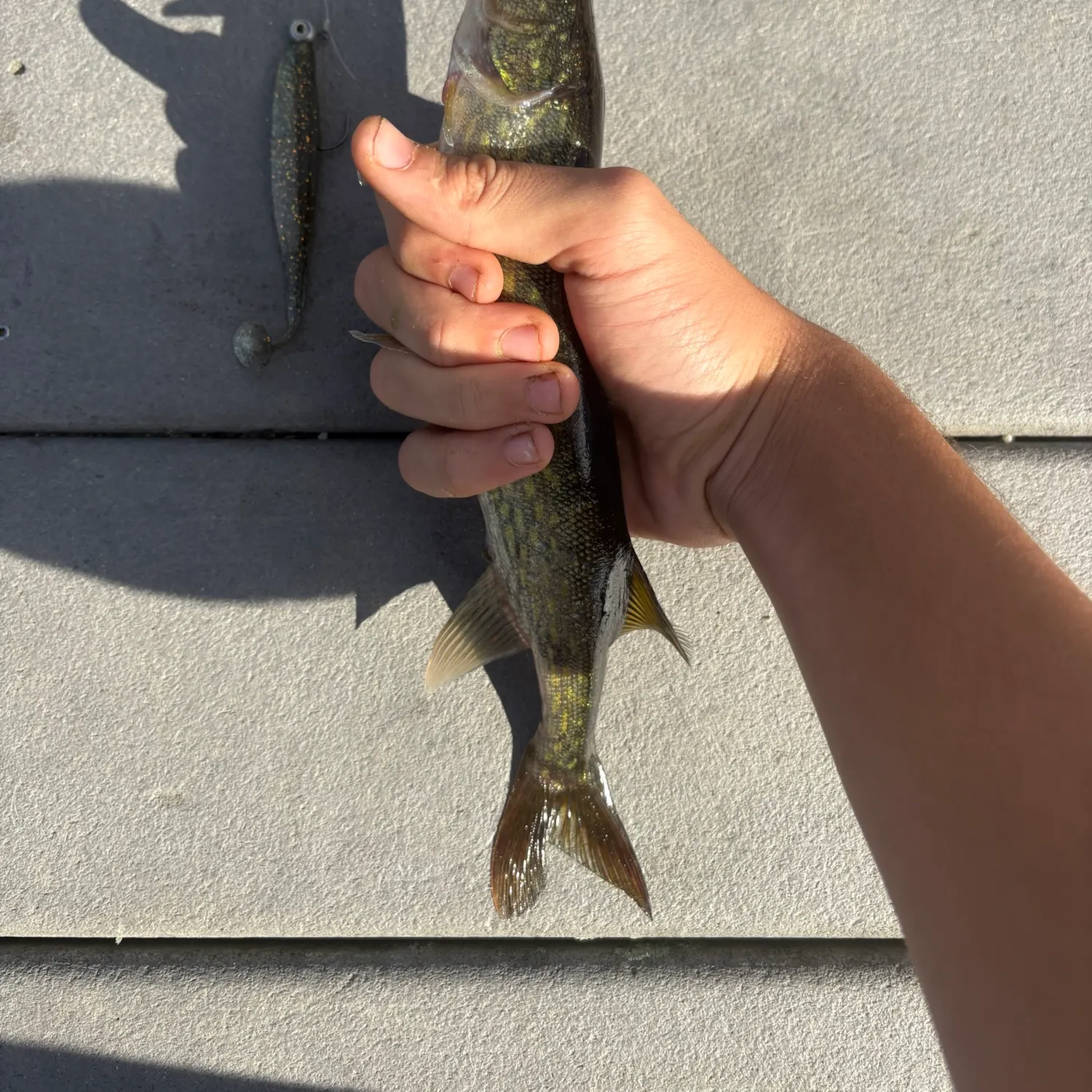 Chain pickerel caught on Fishbrain
