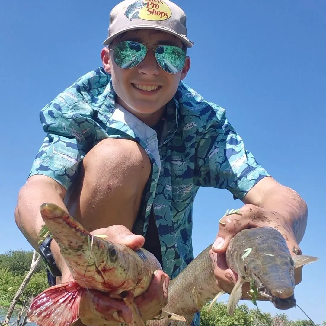 The most recent Spotted gar catches on Fishbrain