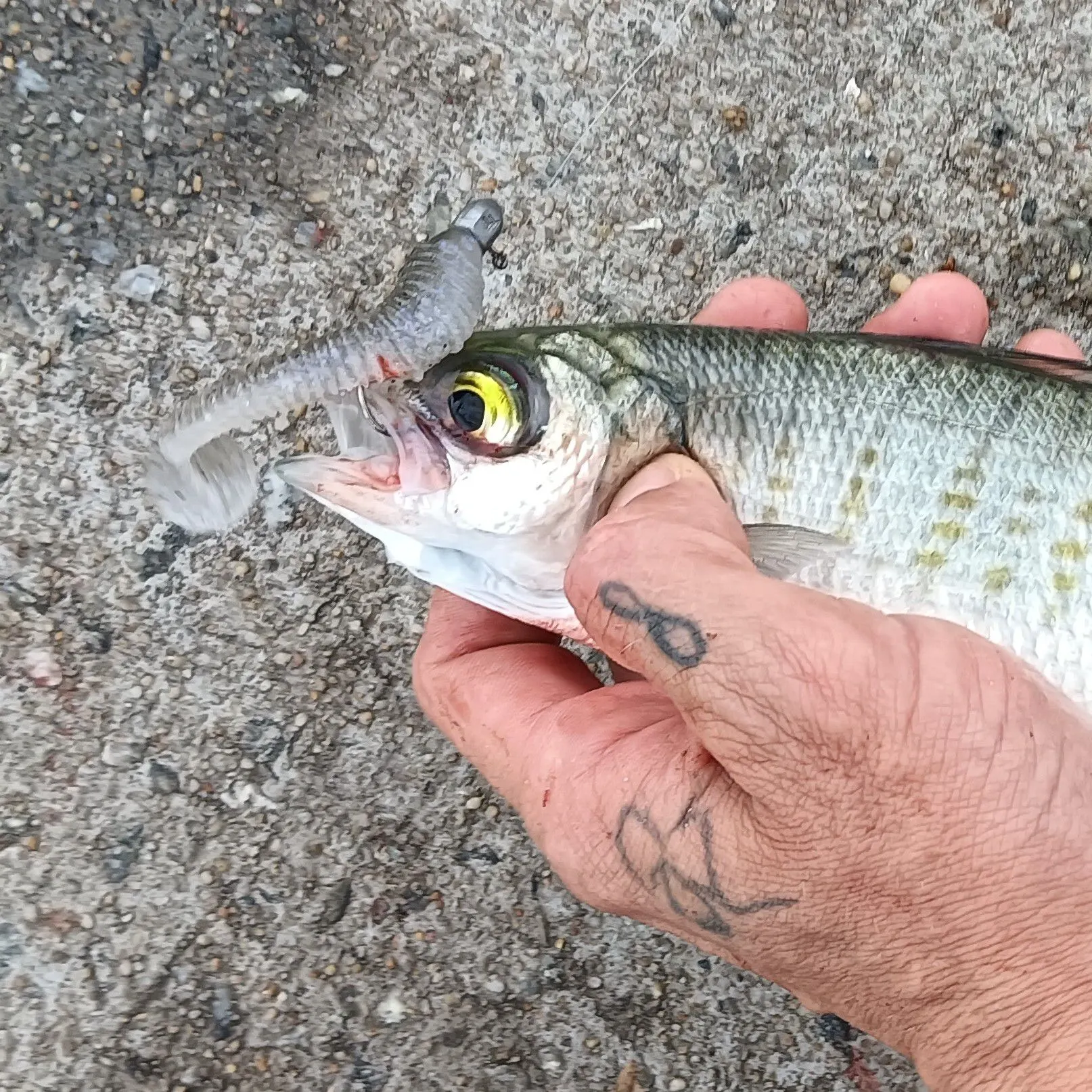 The most recent Australian ruff catches on Fishbrain