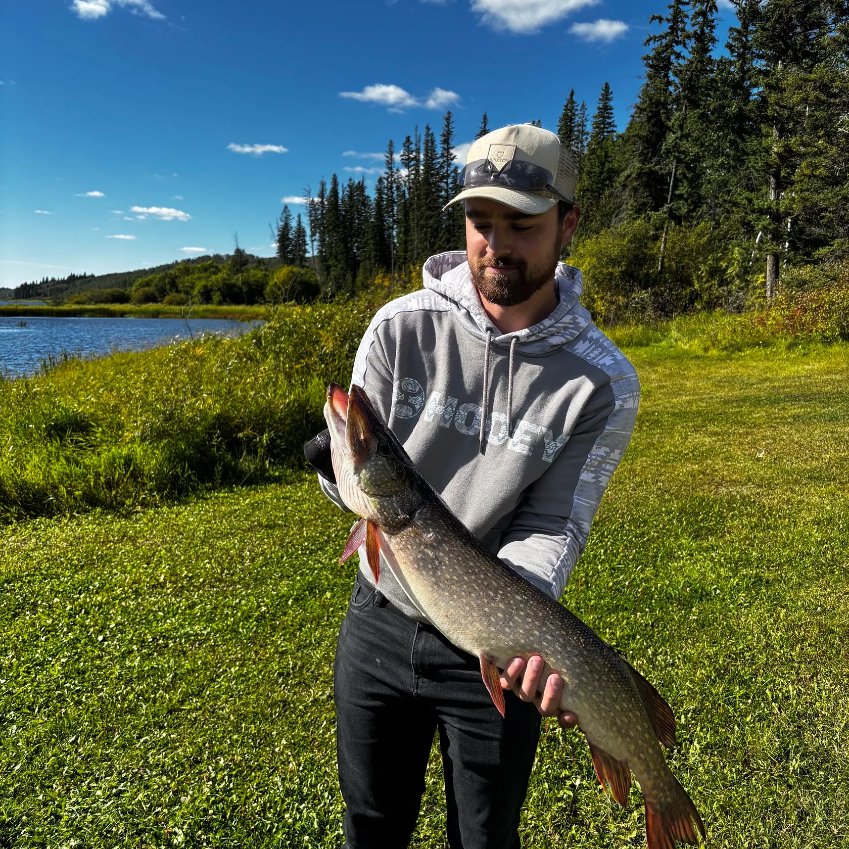 Northern pike caught on Fishbrain