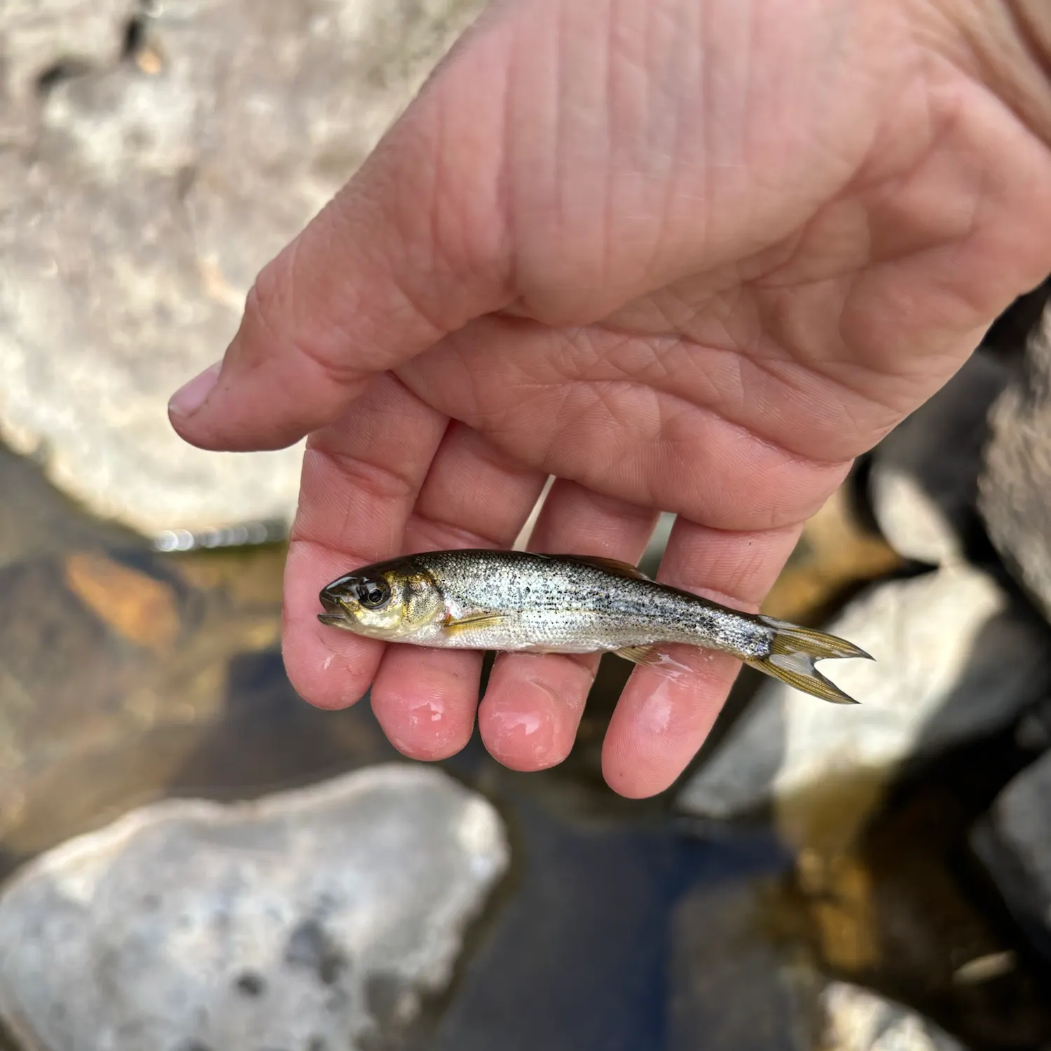 River chub caught on Fishbrain