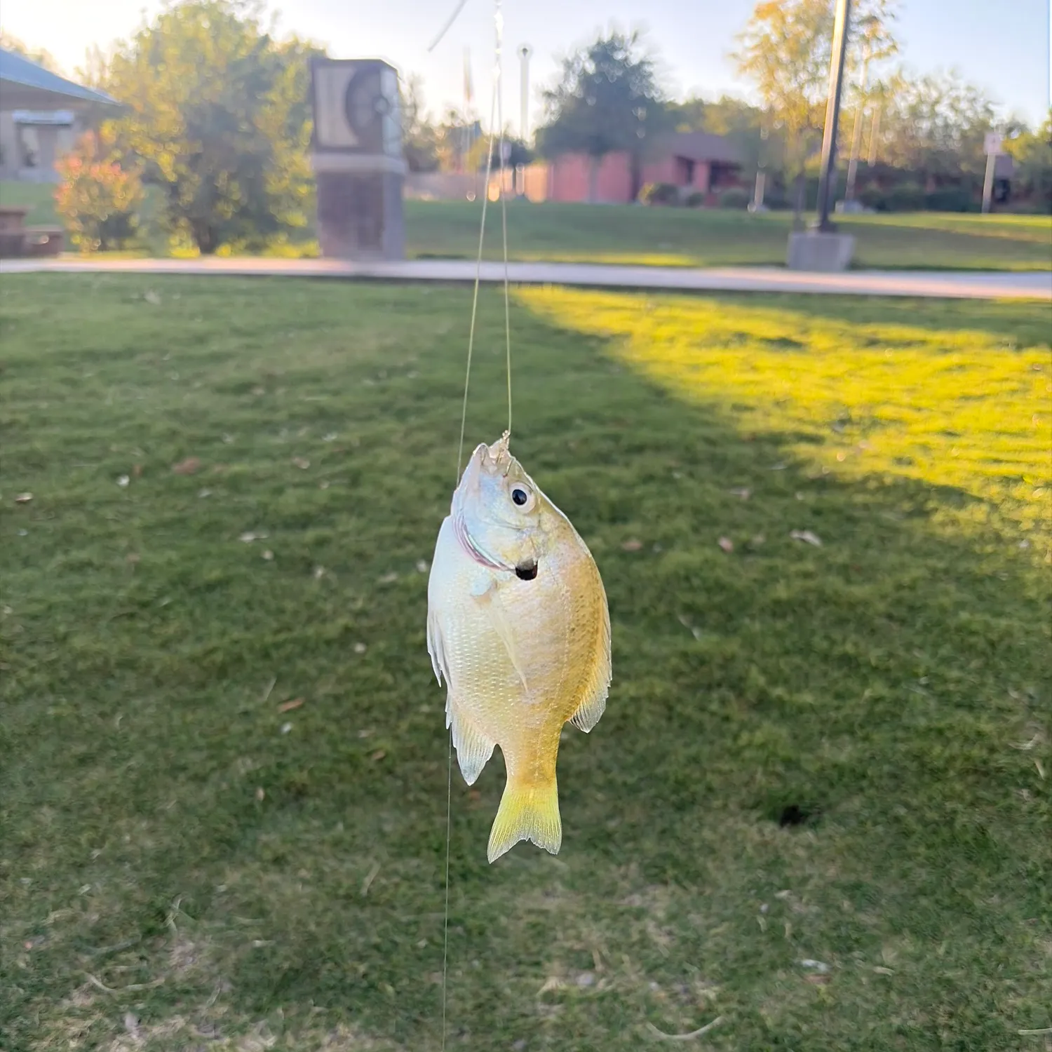 Bluegill caught on Fishbrain