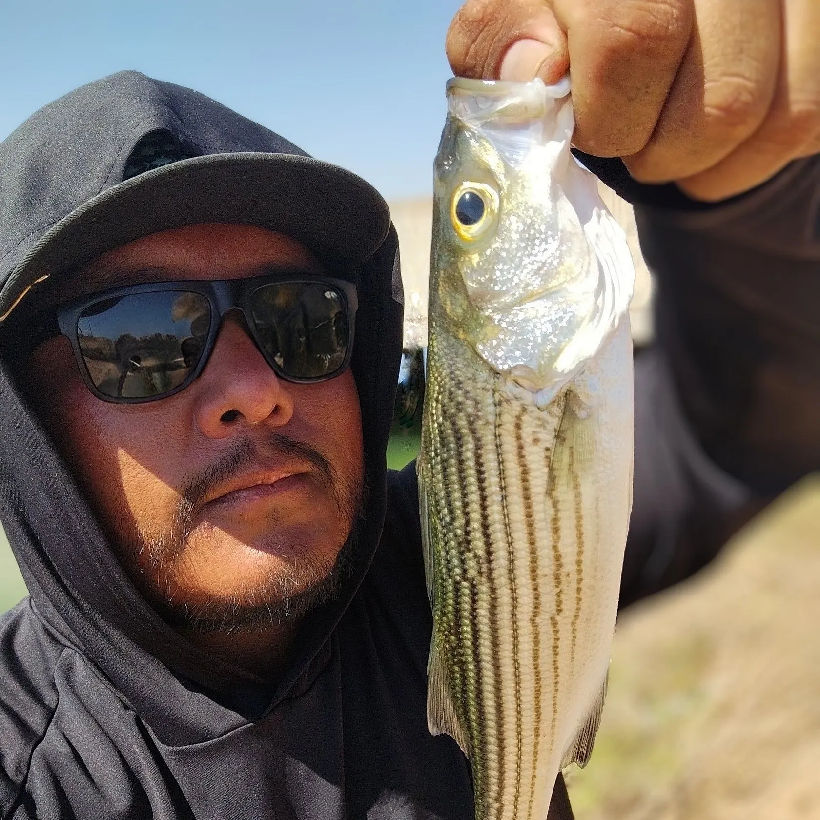 Striped bass caught on Fishbrain