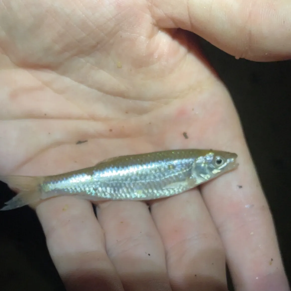 The most recent Threadfin shad catches on Fishbrain