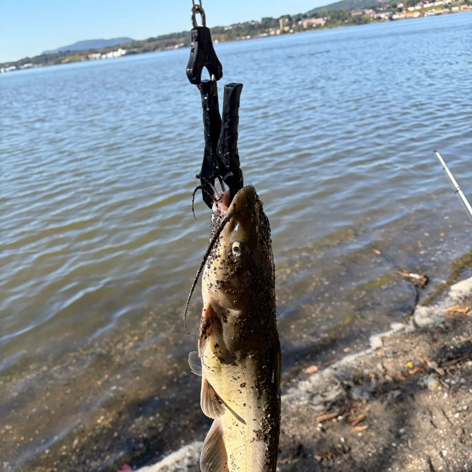 Channel catfish caught on Fishbrain
