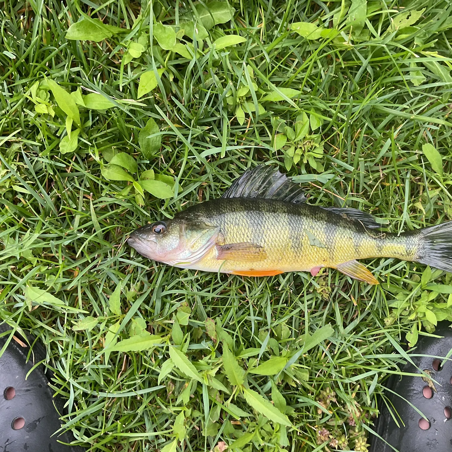 Yellow perch caught on Fishbrain