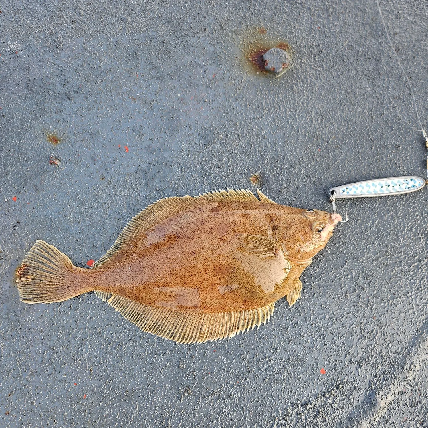 The most recent Atlantic halibut catches on Fishbrain