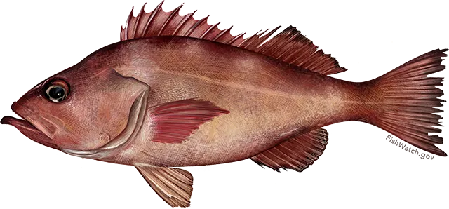 Pacific ocean perch