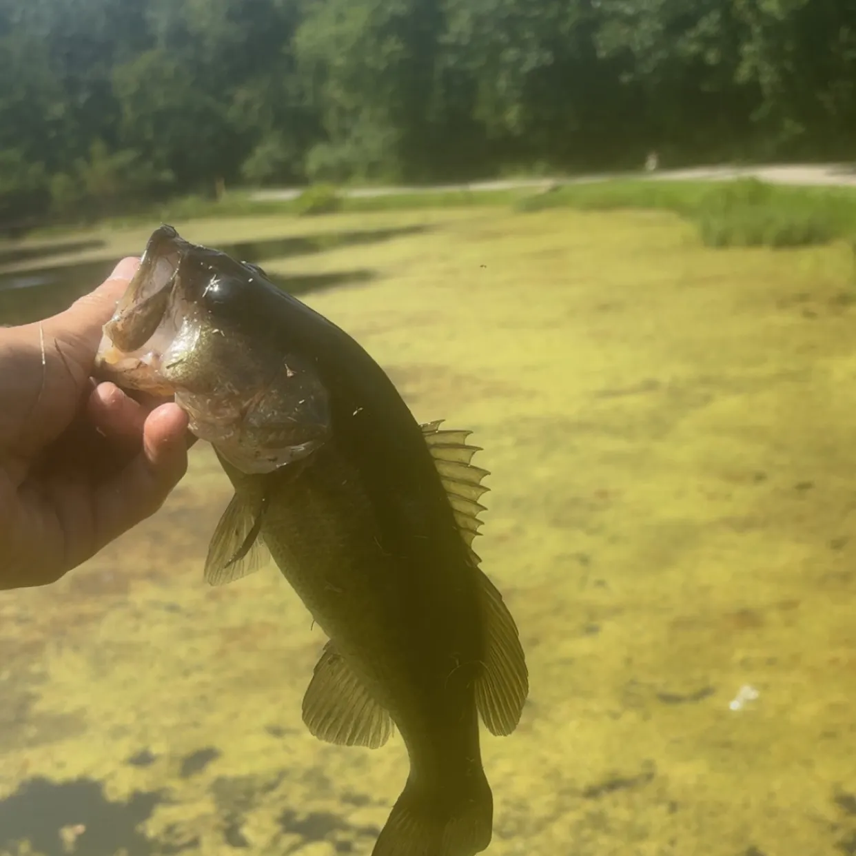 Largemouth bass caught on Fishbrain