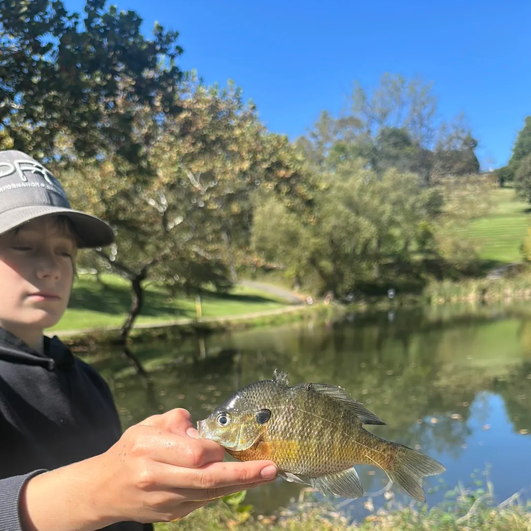 Bluegill caught on Fishbrain