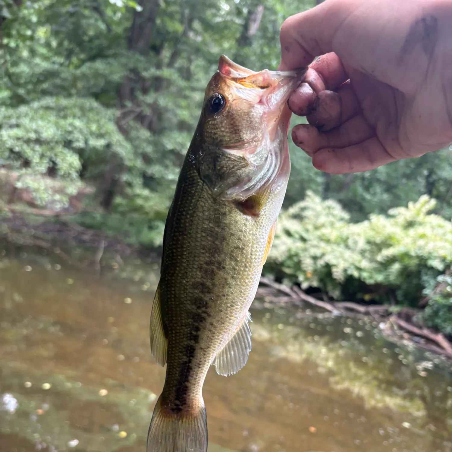 Largemouth bass caught on Fishbrain