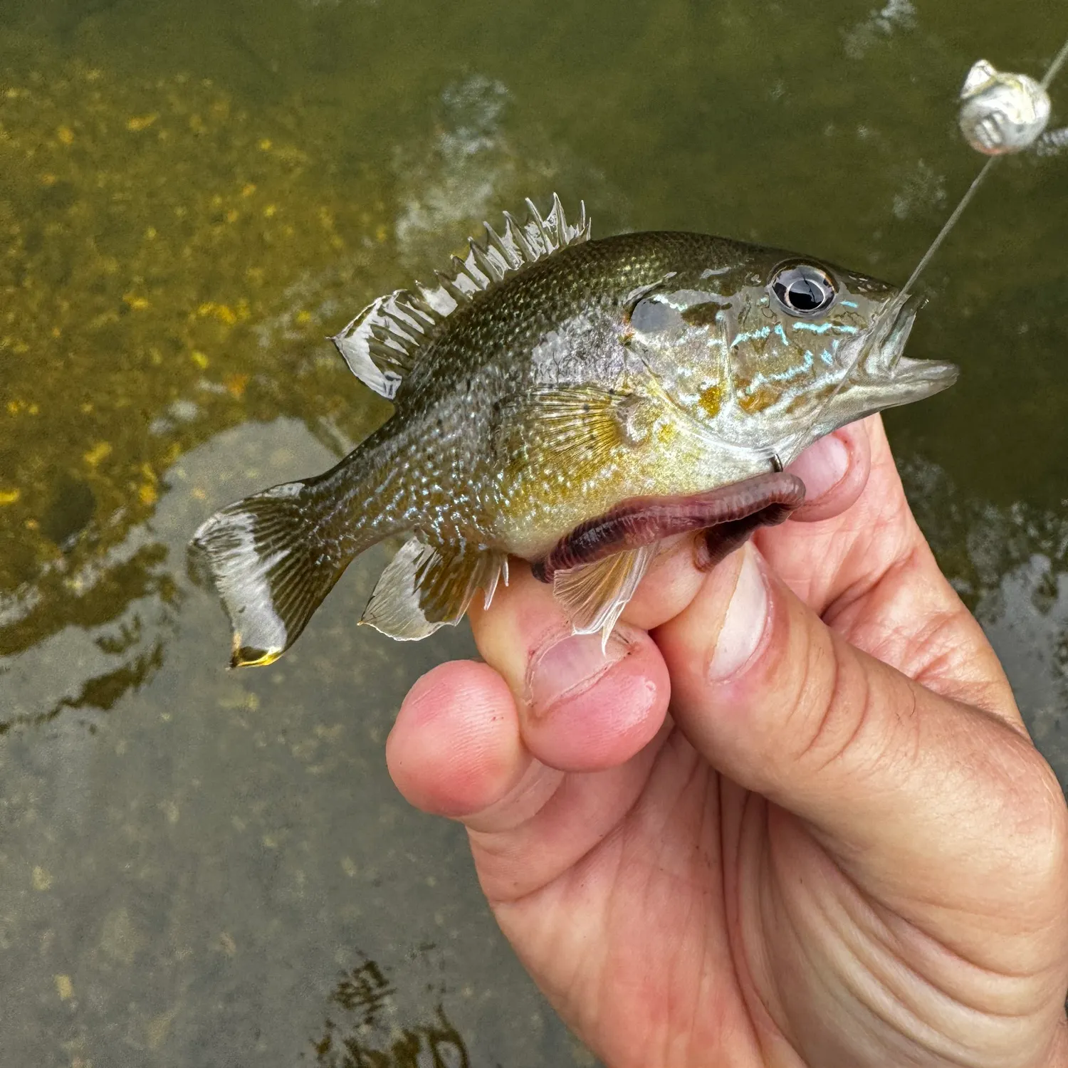 The most recent Green sunfish catches on Fishbrain