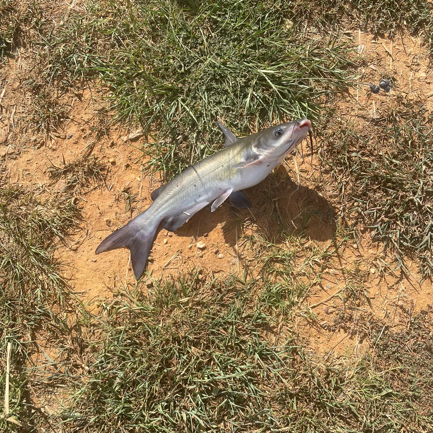 Channel catfish caught on Fishbrain
