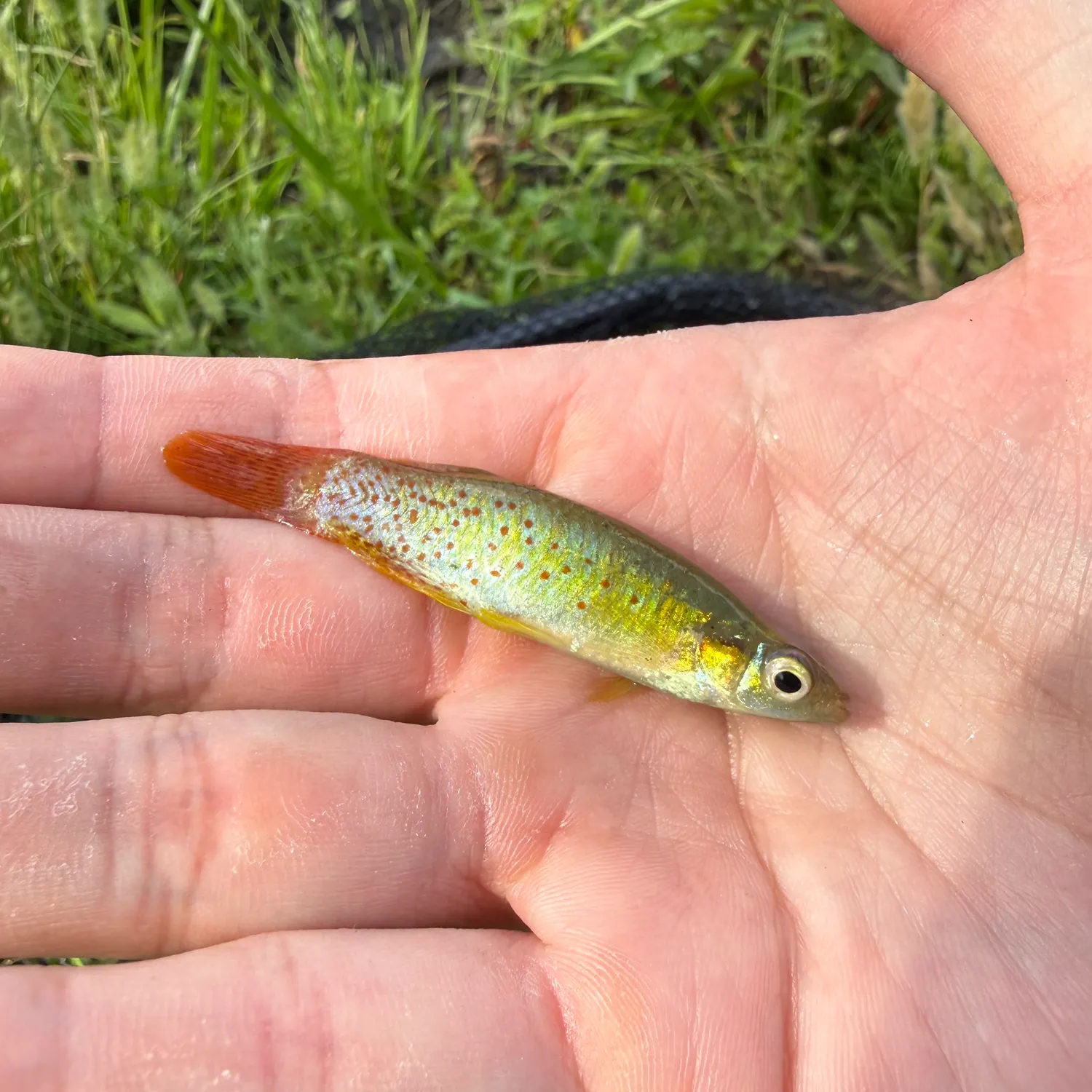 The most recent Golden topminnow catches on Fishbrain