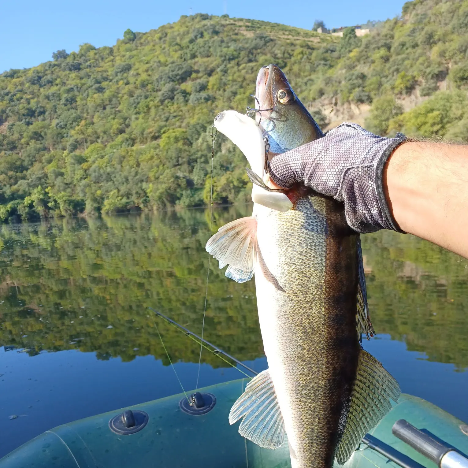 Zander caught on Fishbrain