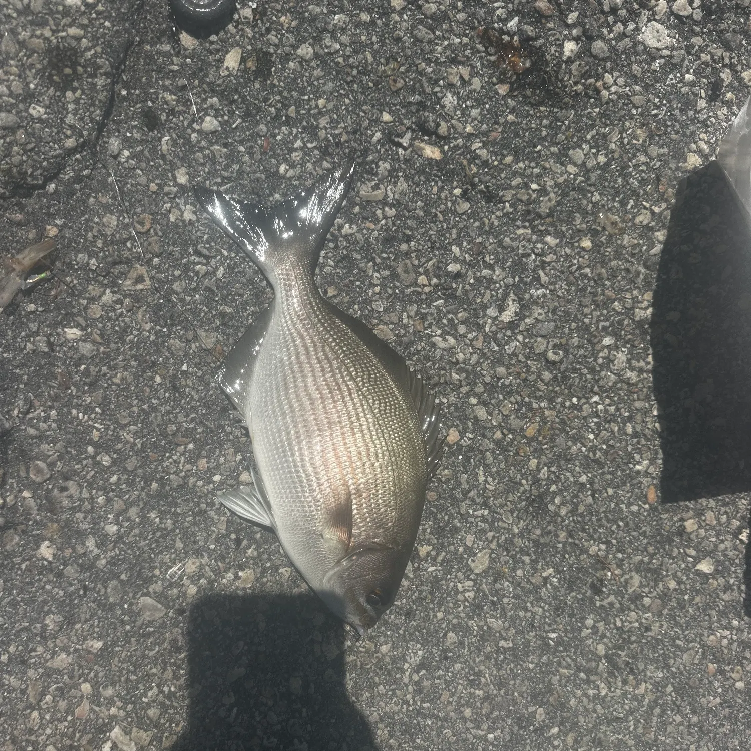 Bermuda sea chub caught on Fishbrain