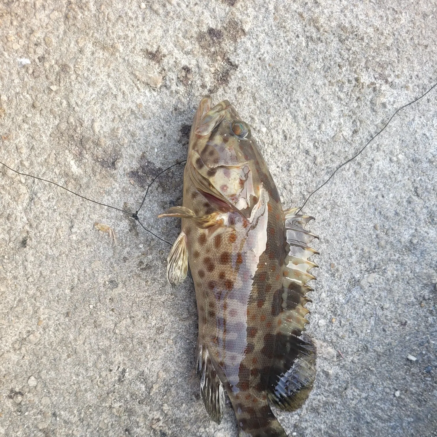 Orange-spotted grouper caught on Fishbrain