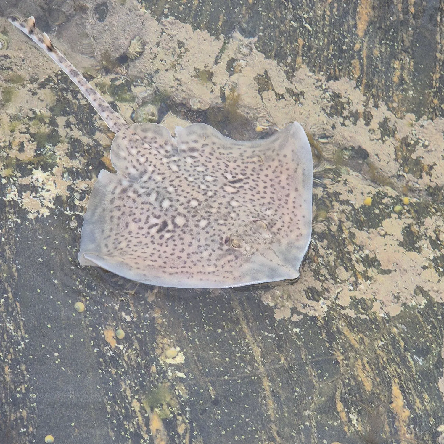 The most popular recent Thornback ray catch on Fishbrain