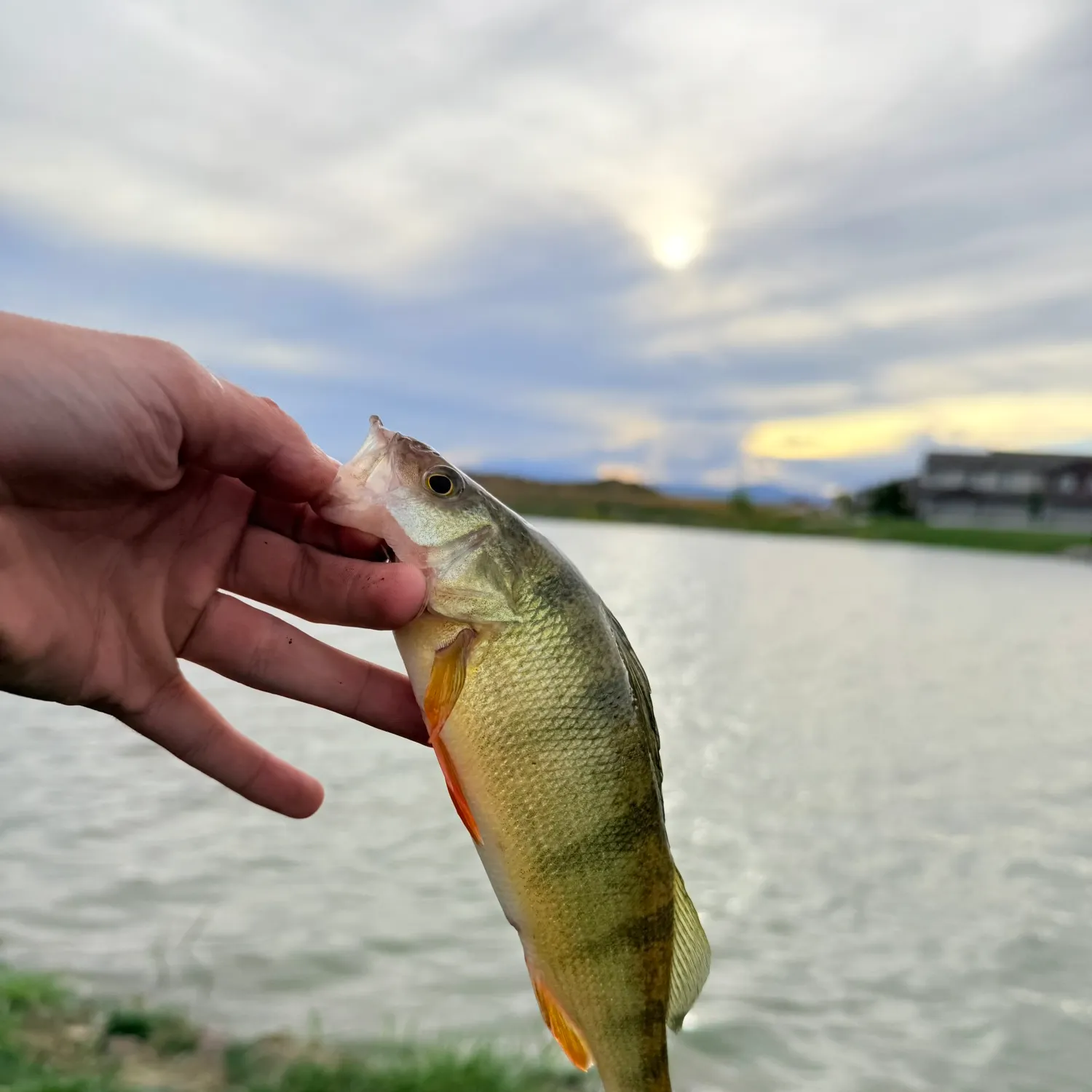 Yellow perch caught on Fishbrain