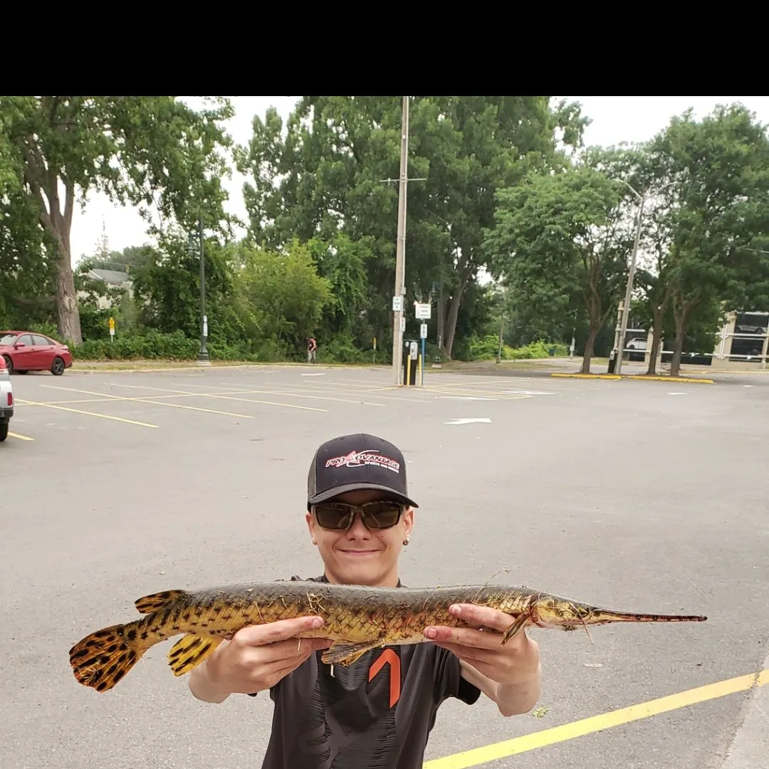 The most recent Longnose gar catches on Fishbrain