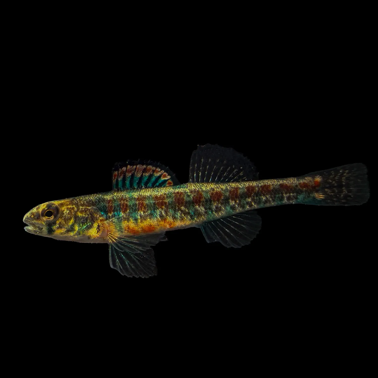 The most recent Iowa darter catches on Fishbrain