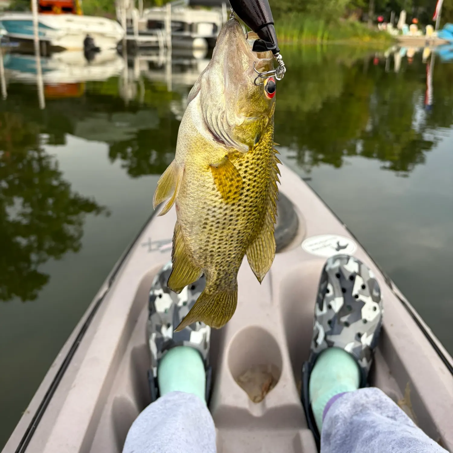 Rock bass caught on Fishbrain