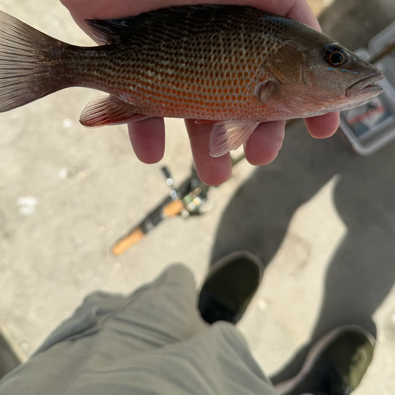 catch
