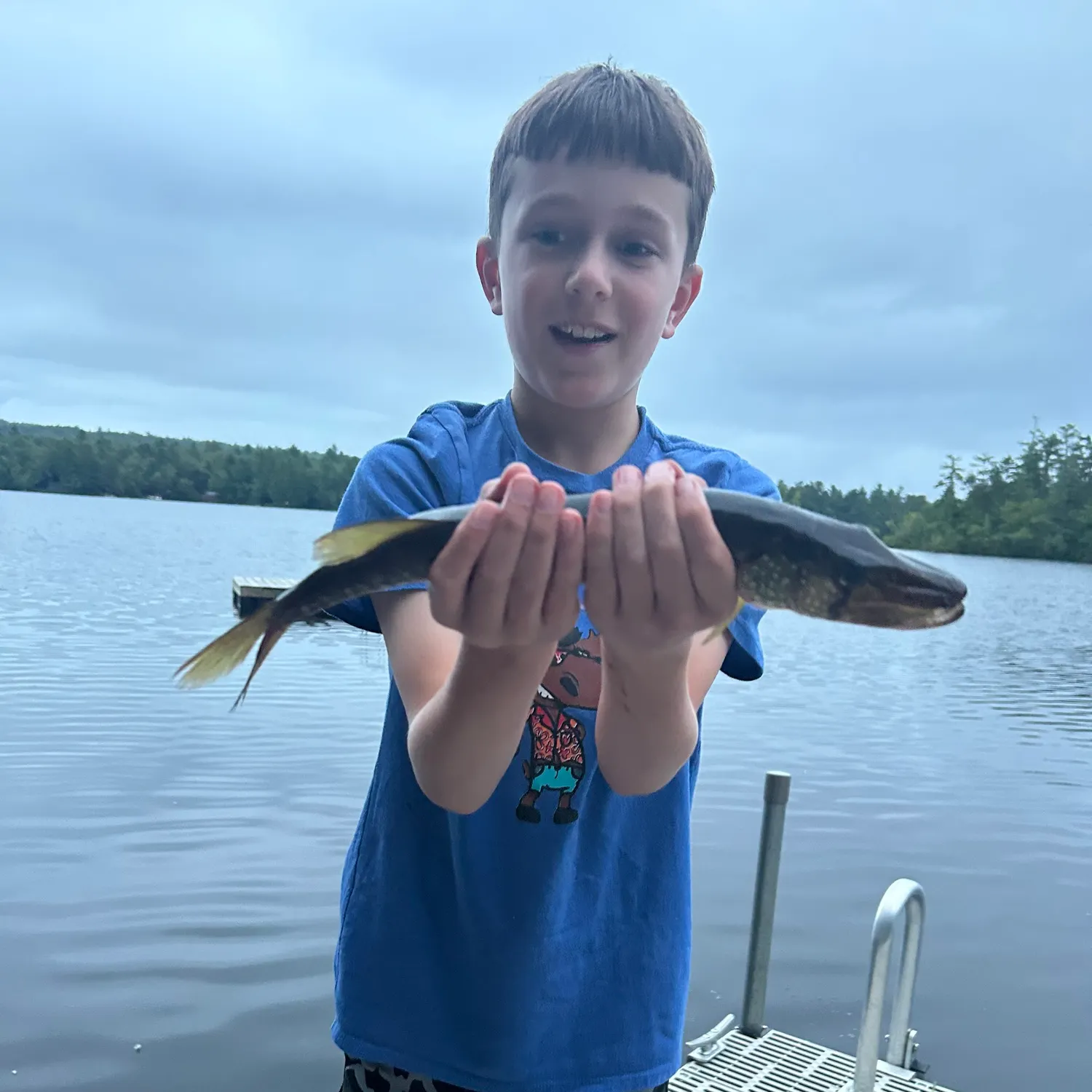 Chain pickerel caught on Fishbrain