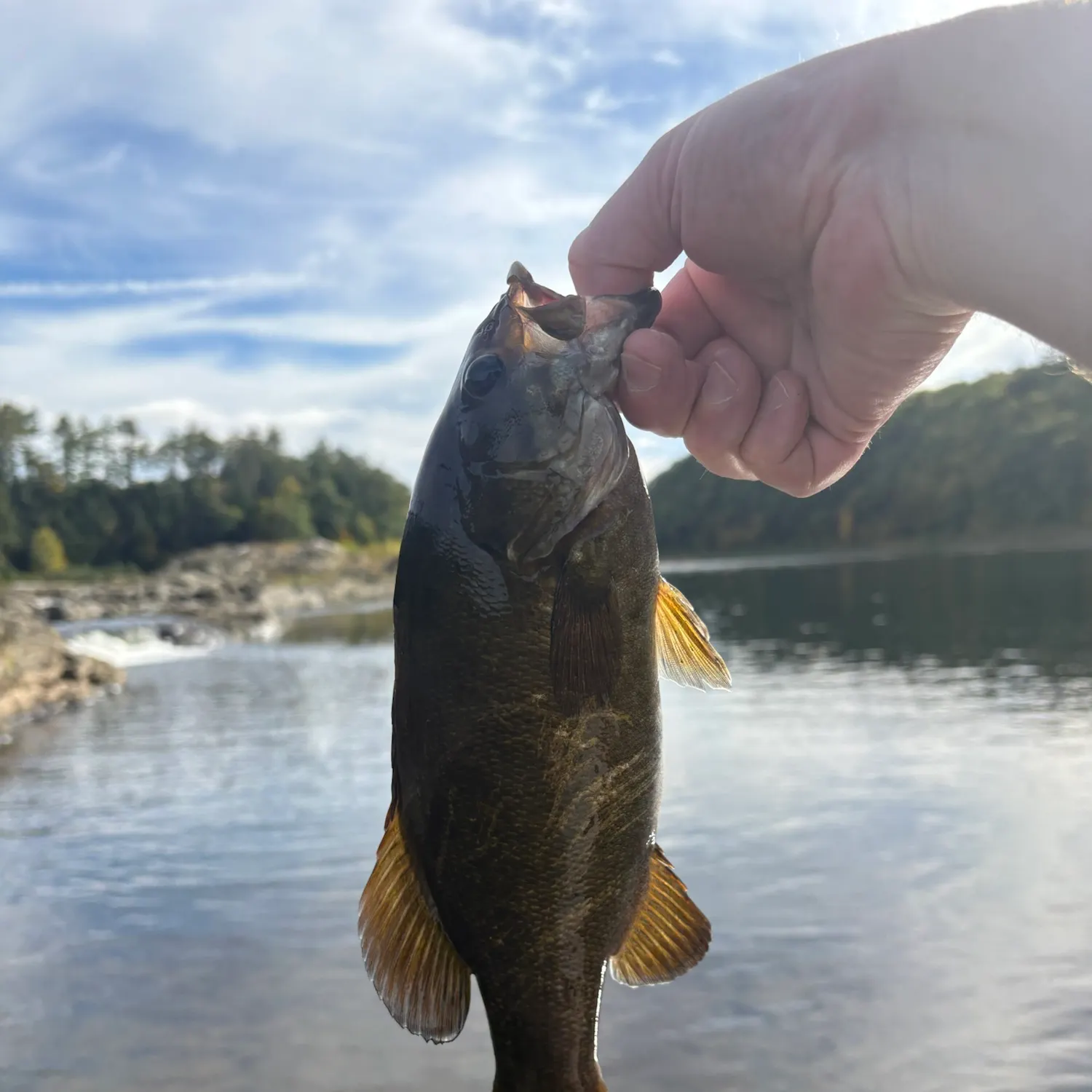 Smallmouth bass caught on Fishbrain