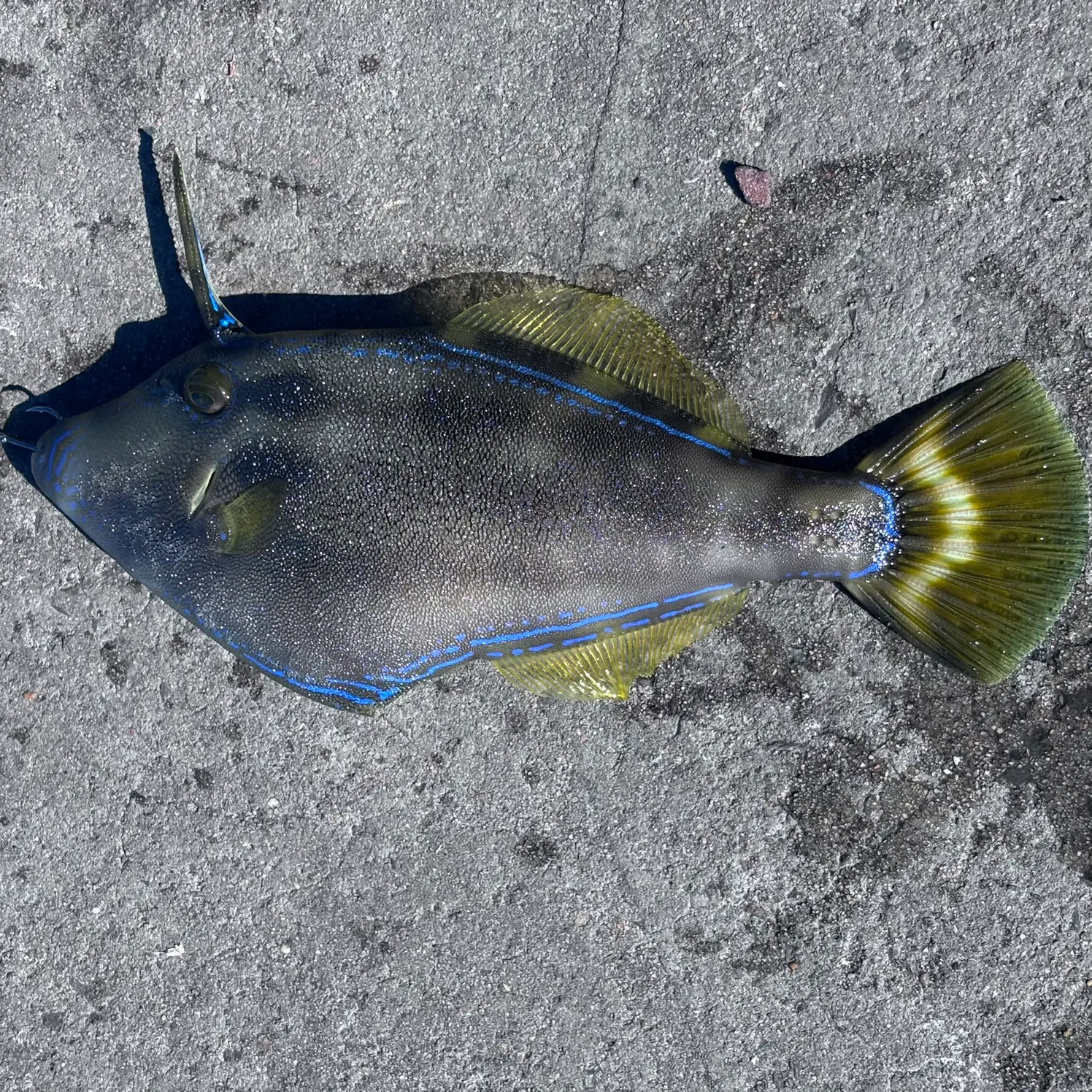 The most recent Yellowfin leatherjacket catches on Fishbrain