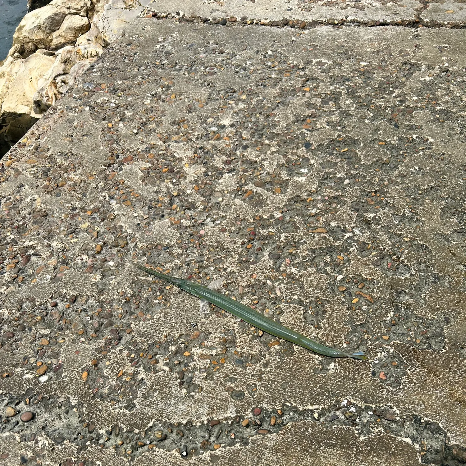 The most recent Atlantic needlefish catches on Fishbrain