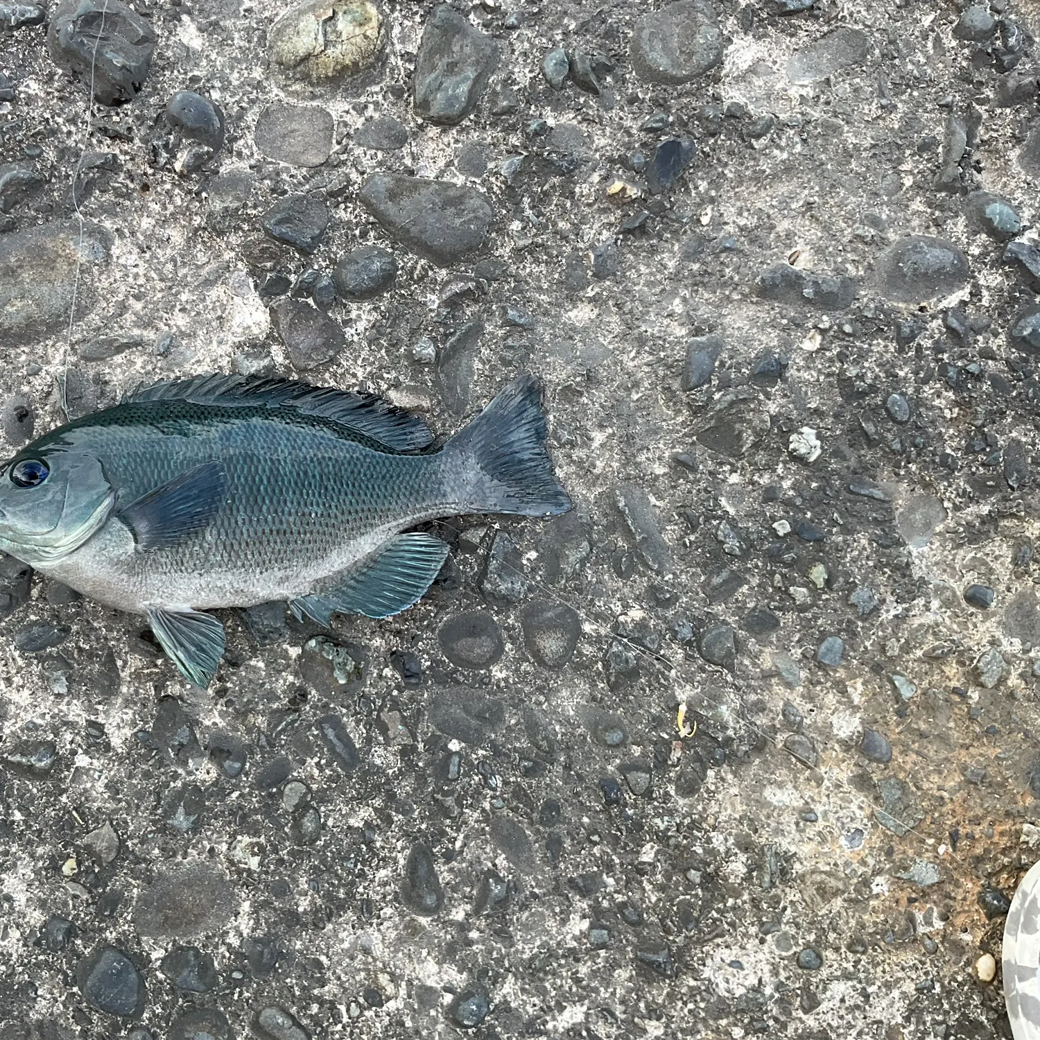 The most recent Girella punctata catches on Fishbrain