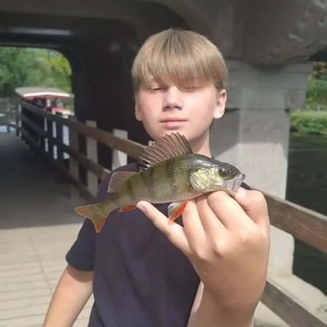 European perch caught on Fishbrain