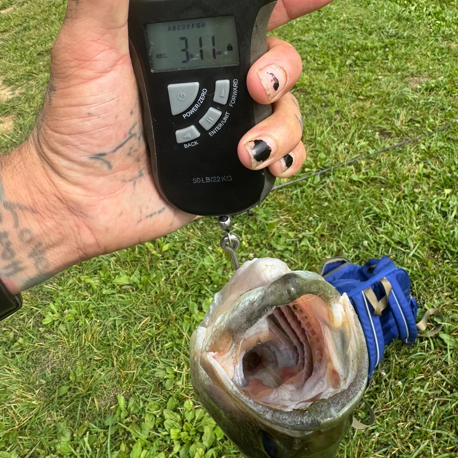 recently logged catches